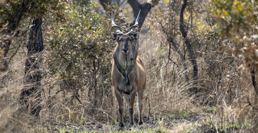 Hunting eland in Cameroon