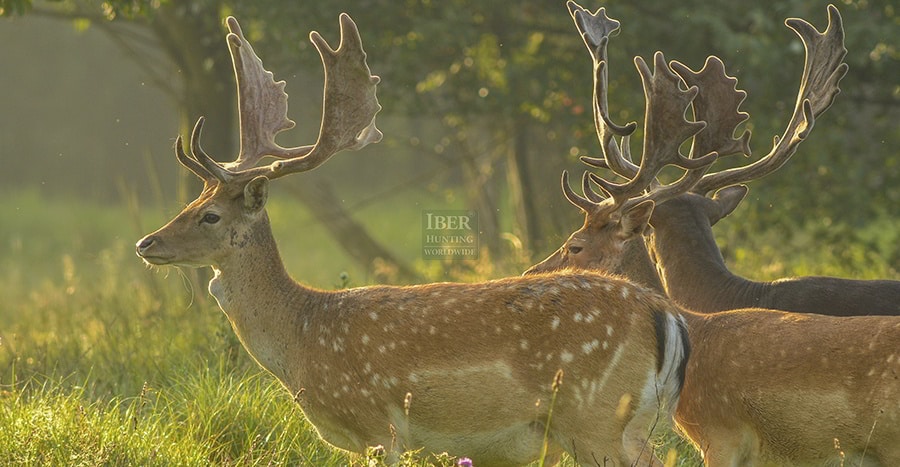 Poland fallow deer hunt