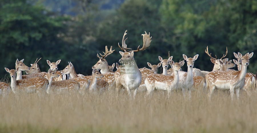 Hunting fallow deer in Romania