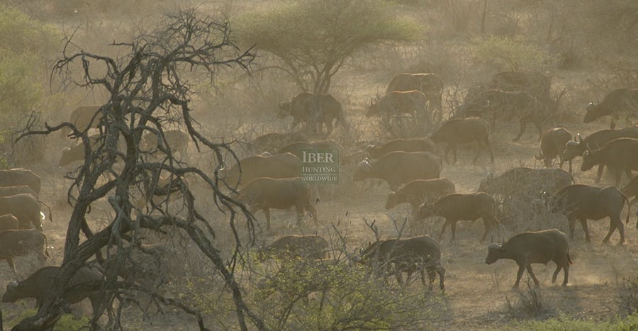 Group of Bantengs in Australia during the dry season
