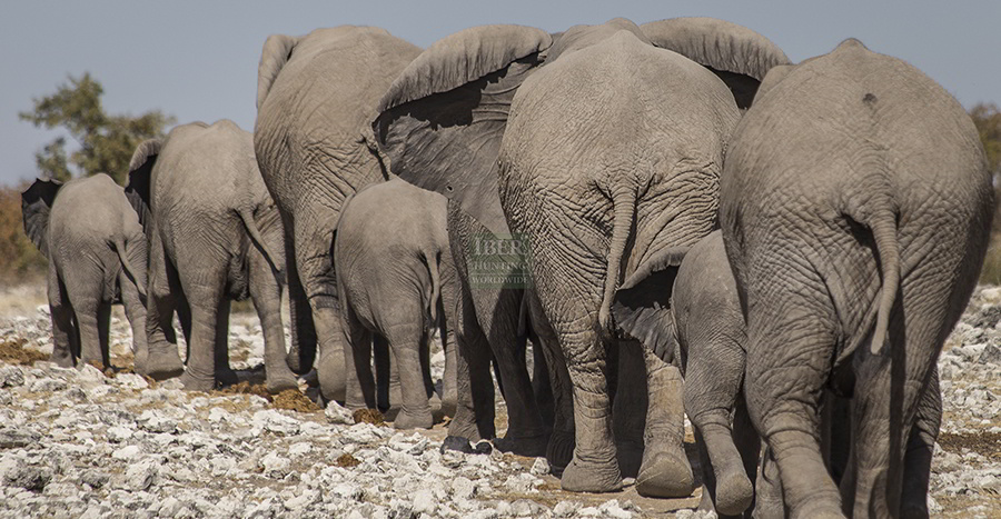 Group of elephants in Namibia