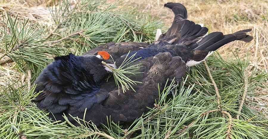 Capercaillie bird hunting trophy in Belarus