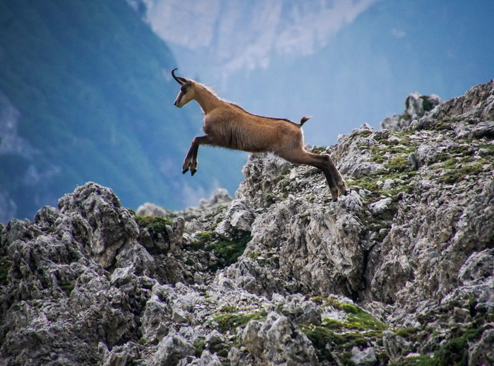 The chamois hunt in Romania is one the most famous