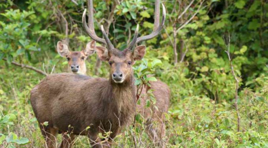 Hunting Rusa Deer in Mauritius island