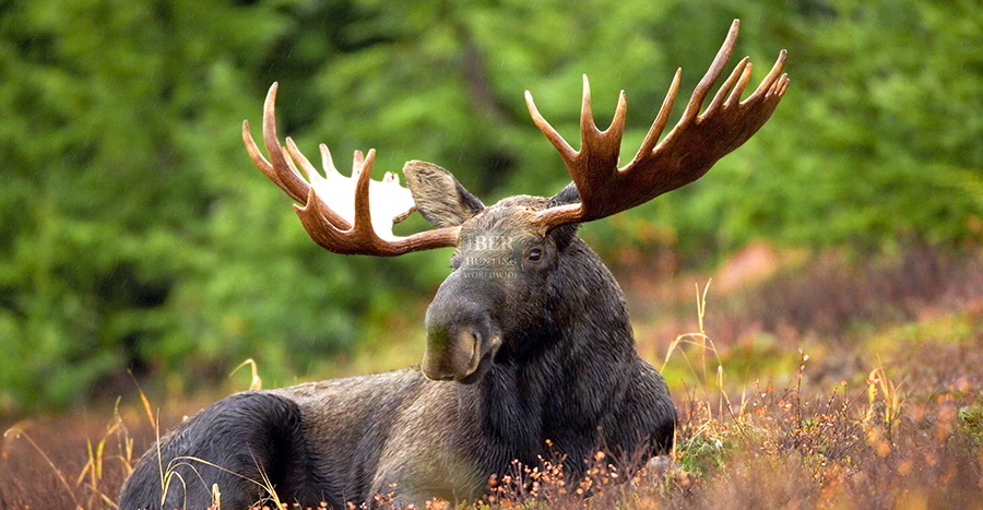 Hunting moose in Kamchatka