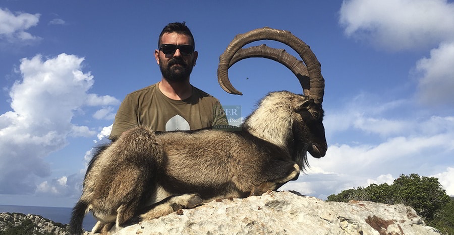 Hunting in Greece Kri Kri ibex