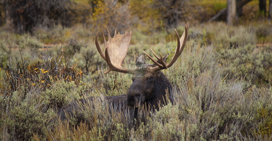 Hunting Moose in Belarus for big game