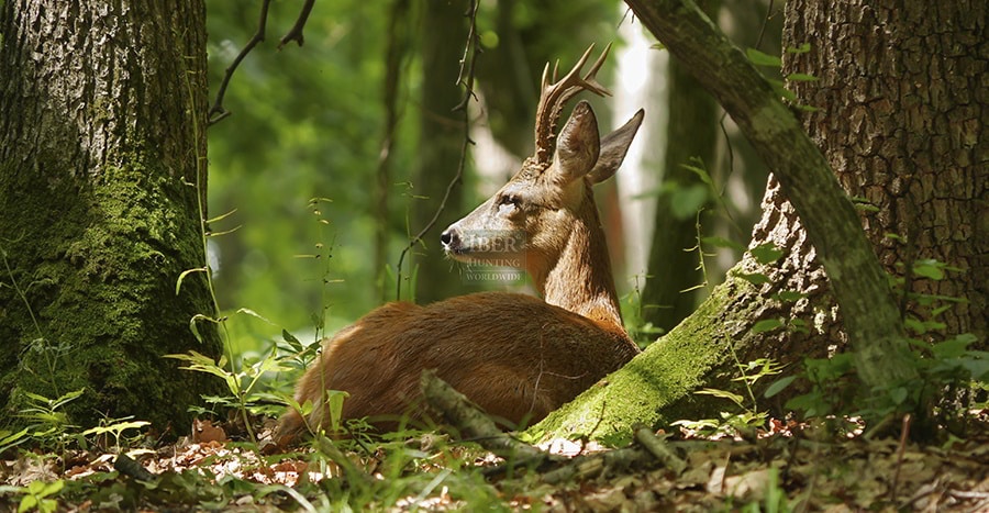 Enjoy the hunt for roe deer in Romania
