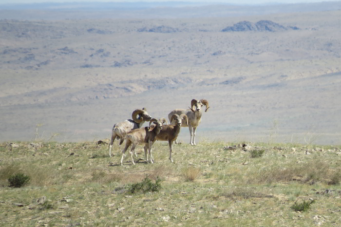 Hunting argali in Mongolia