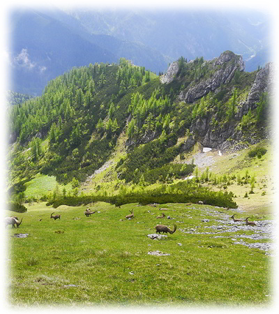 Hunting in Austria alpine ibex and chamois
