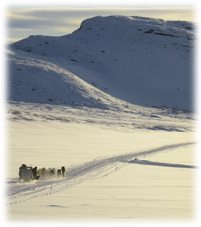 Hunting muskox in Greenland program