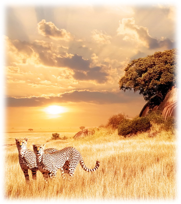 Information about hunting safaris in Namibia