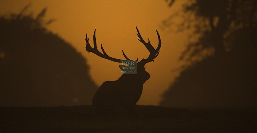 Enjoy hunting red deer in Poland