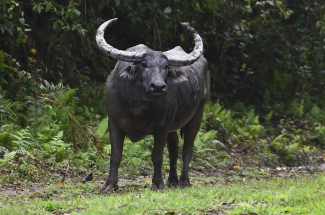 Hunting in Australia water buffalo