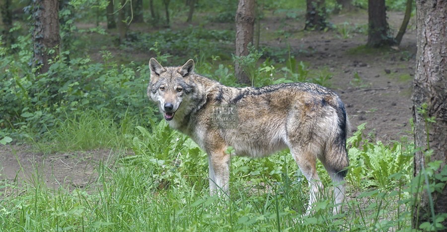 Hunting in Romania wolf