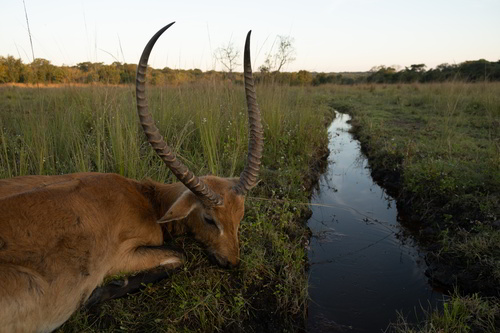 Kafue Lechwe hunting in Zambia