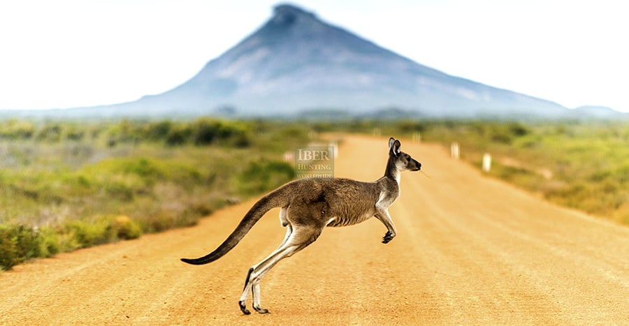 Kangaroo in Australia