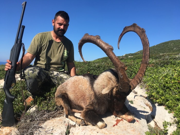 Kri Kri ibex trophy hunting in Greece
