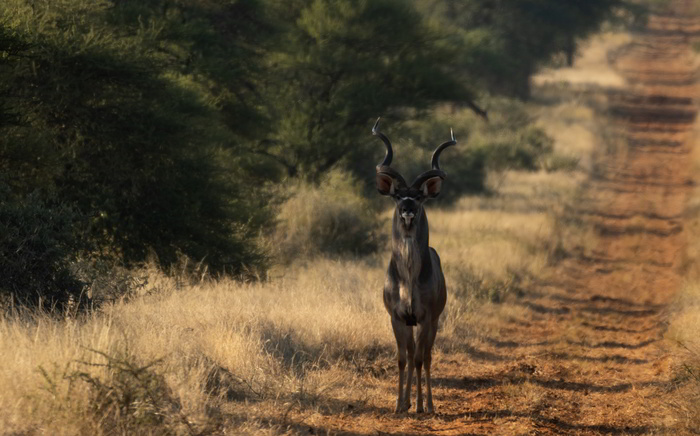 Kudu antelope hunt for your next hunting safari in South Africa