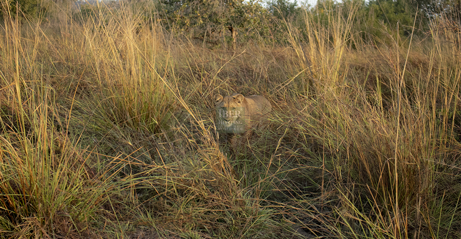 Hunting lioness in Benin