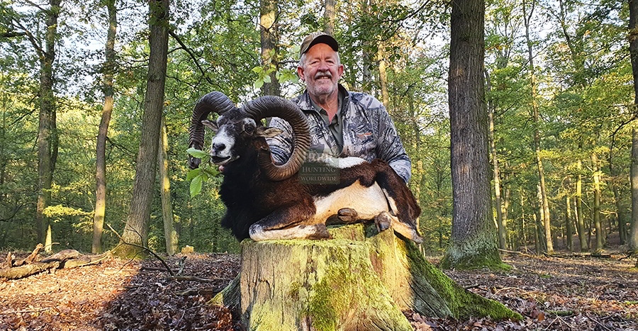 Mouflon hunting trophy in the Czech Republic