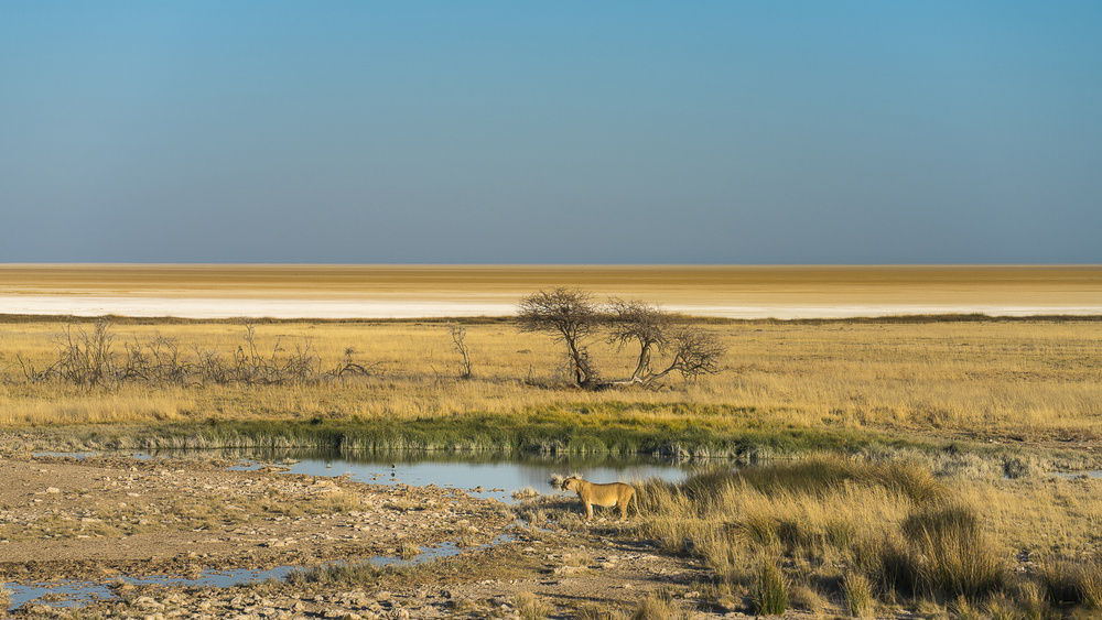 Enjoy the diveristy of landscapes in your Namibia hunting safari