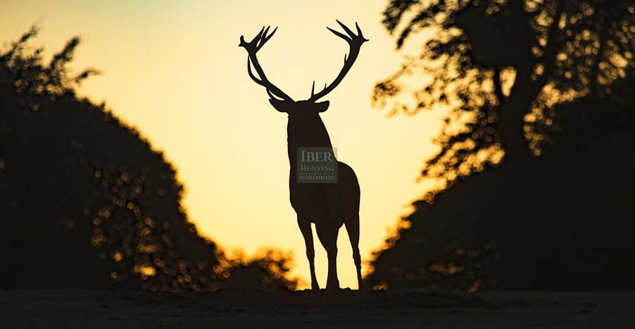 Hunting Red Deer in the Czech Republic