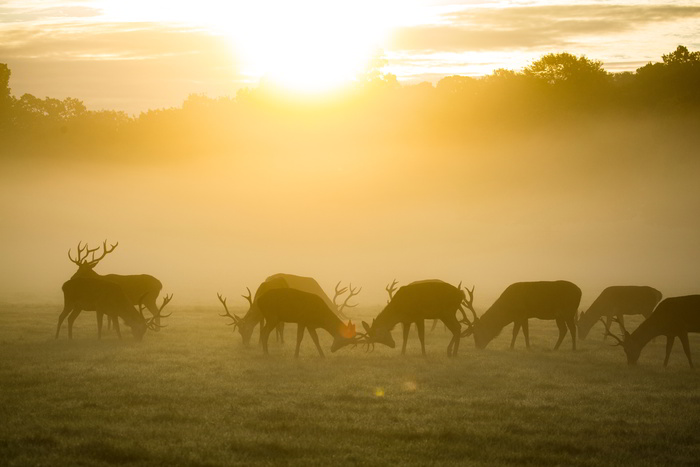 Enjoy the red deer hunt in Poland