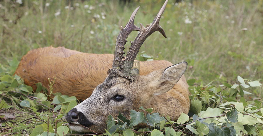 Roe Deer hunt in Belarus for big game