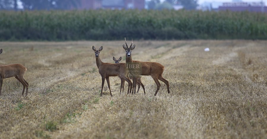 Best roe deer hunt in Poland