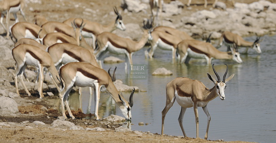 Springbok drinking water in Namibia