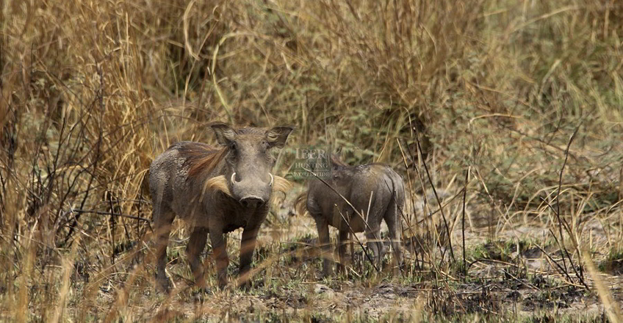 Hunting warthog in Benin