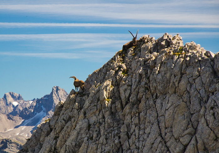 Hunting alpine ibex in Austria
