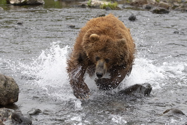 Hunting brown bear in Kamchatka