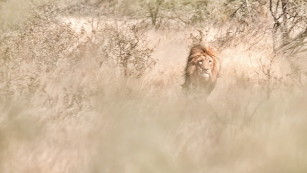 Hunting lion in South Africa