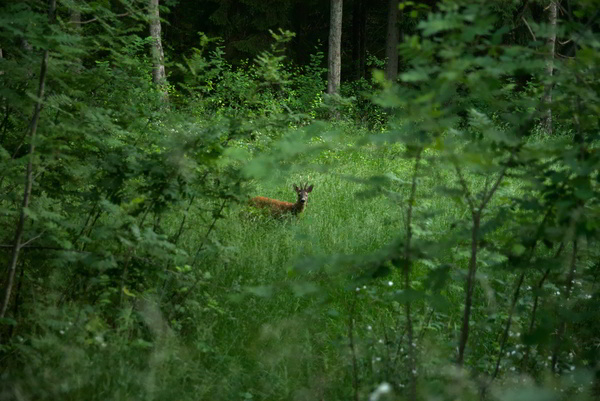Hunting in Belarus roe deer