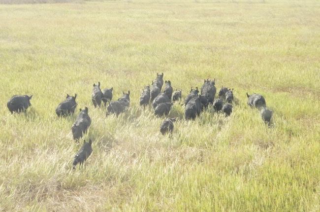 Hunting wild boar in Australia