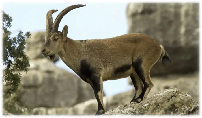 The Spanish Ronda ibex on the top of a mountain