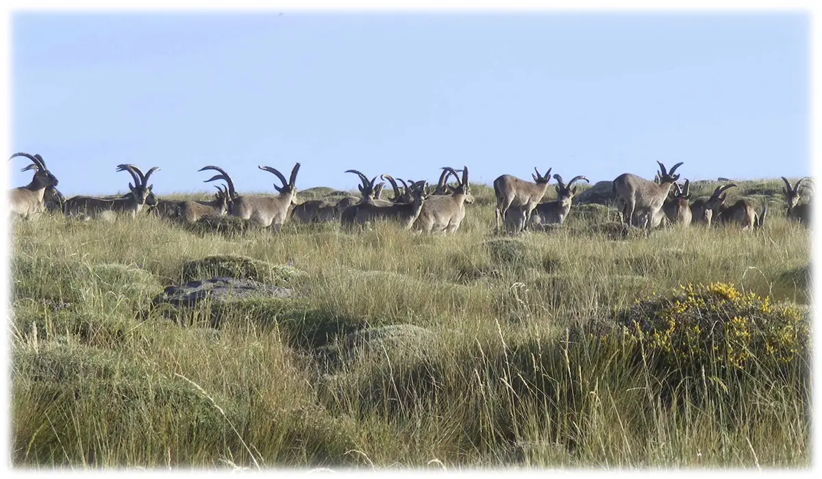 Group of Sierra Nevada ibex