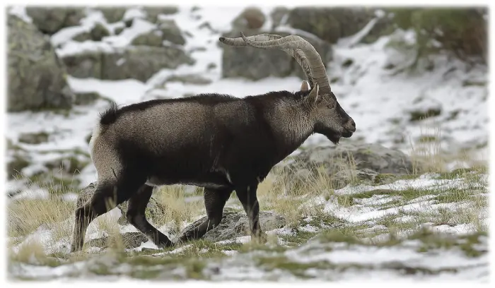 Looking the Gredos ibex on a natural park in Spain