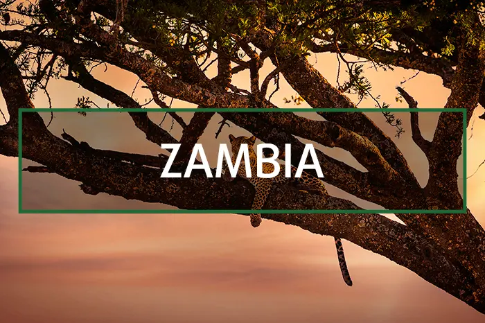 zambia hunting gallery
