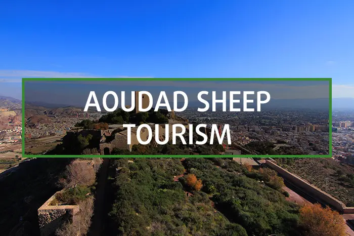 Touristic activities to do in Spain for hunting aoudad sheep