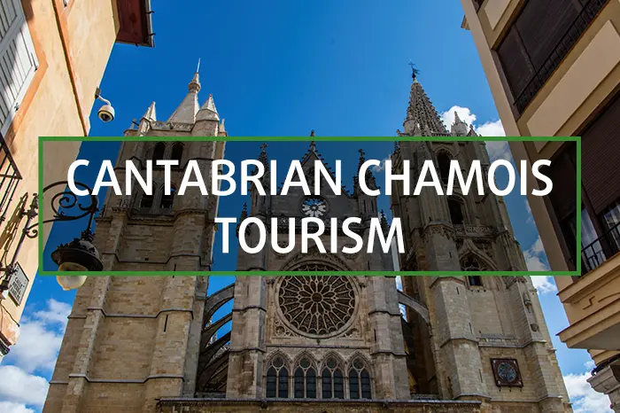 Tourism package in Spain for Cantabrian chamois