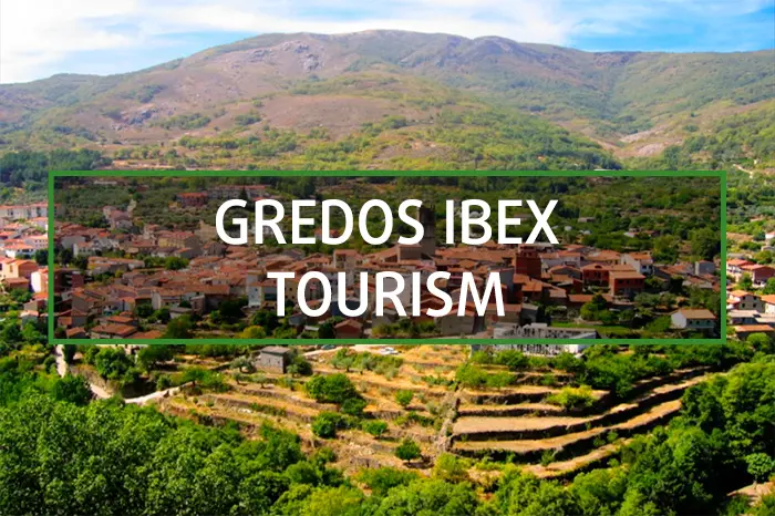 Hunting Gredos ibex touristic package