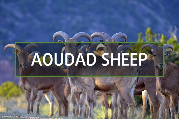 Aoudad Sheep in Spain hunting gallery