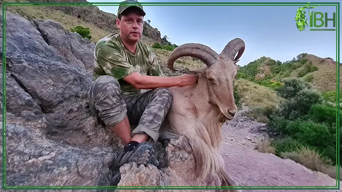 Aoudad sheep trophy and hunter