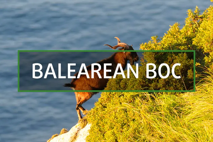 Spanish Balearean boc hunting gallery