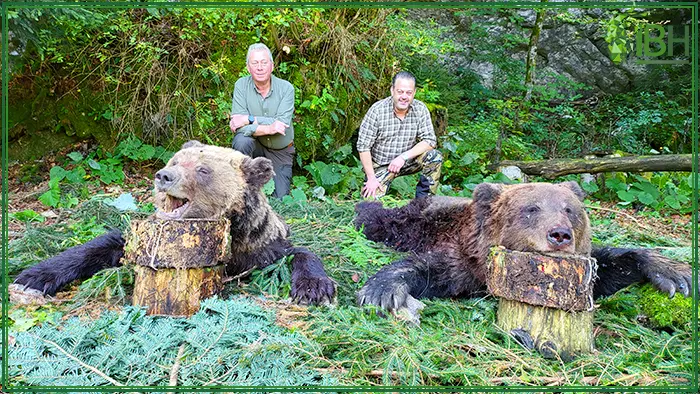Bears hunt in Croatia with IberHunting