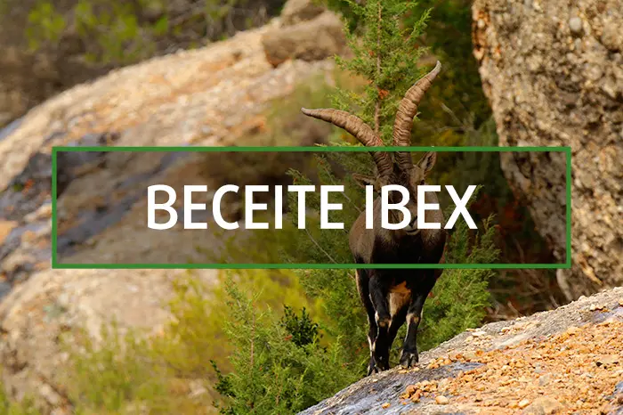 Spanish Beceite ibex hunting gallery