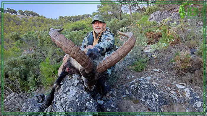 Beceite ibex hunt in Spain with IberHunting